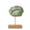 Model schapenmaag, 2-delig, 1/3 ware grootte