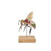 Model werkbij (Apis mellifera), 25x vergroot, 3-delig