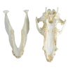 Schedel als huisdier gehouden varken (Sus scrofa domesticus) - afbeelding 3
