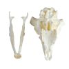 Schedel en hoorn Merino schaap ram (Ovis aries) - afbeelding 4