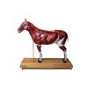 Paard(merrie)model