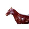 Paard(merrie)model