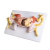 Zwanger kattendissectiemodel - afbeelding 5