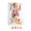 Zwanger kattendissectiemodel - afbeelding 7