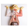 Zwanger kattendissectiemodel - afbeelding 8