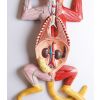 Zwanger kattendissectiemodel - afbeelding 12