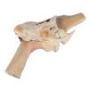 Paard, dissectie kniegewricht