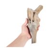 Paard, dissectie kniegewricht