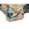 Hondenkop, oppervlakkige en diepe dissectie
