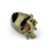 Hondenhart met dissectie