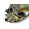 Hondenhart met dissectie